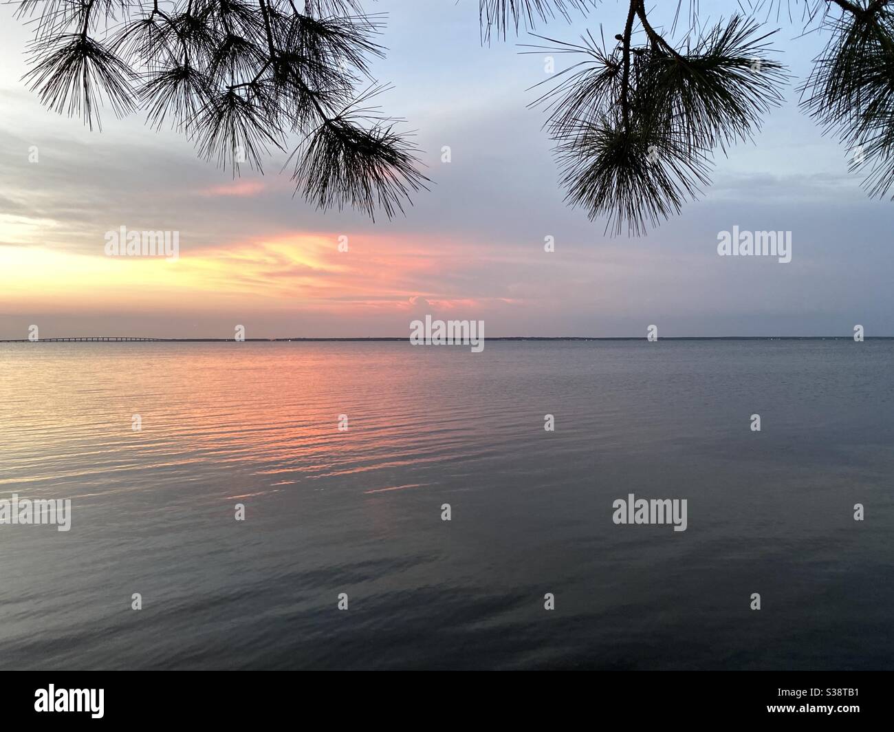 Colorful sunset skies over bay water framed with pine tree branches - Smartphone Captured Stock Image