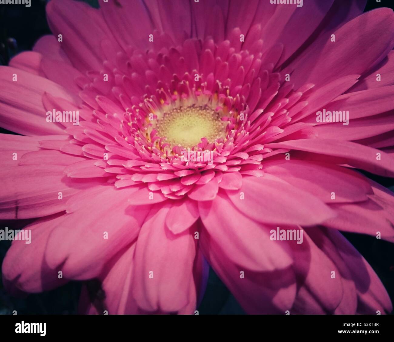 A close up photograph of a beautiful vibrant pink flower - Smartphone Captured Stock Image