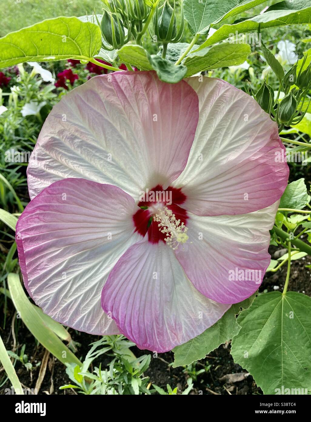 Dinner plate pink hibiscus Stock Photo Alamy