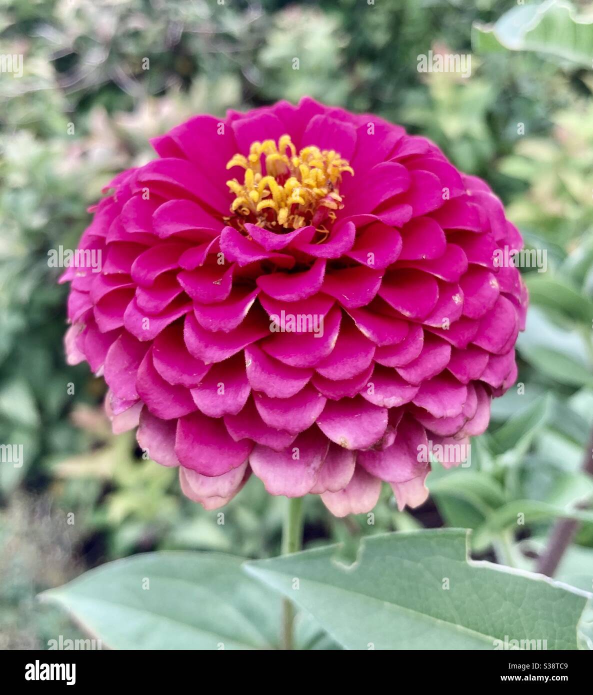 Summer flower pink zinnias Stock Photo Alamy