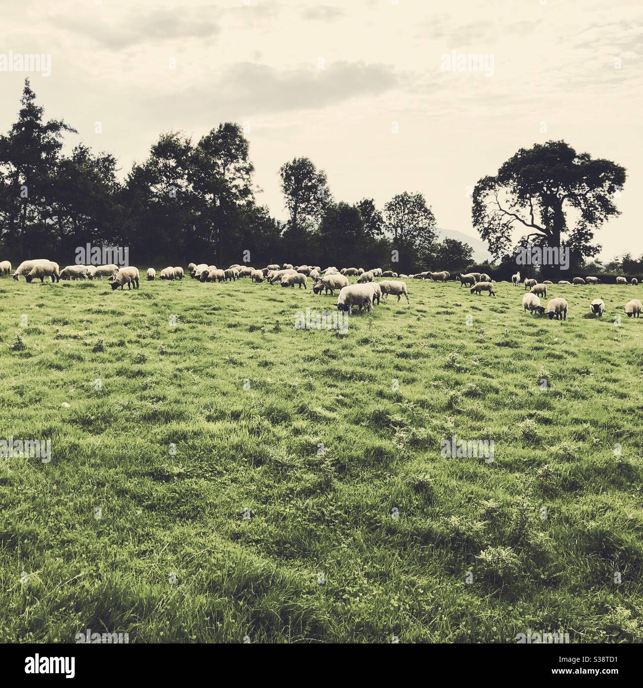 Sheep grazing in a grass field in North Yorkshire, England, United ...