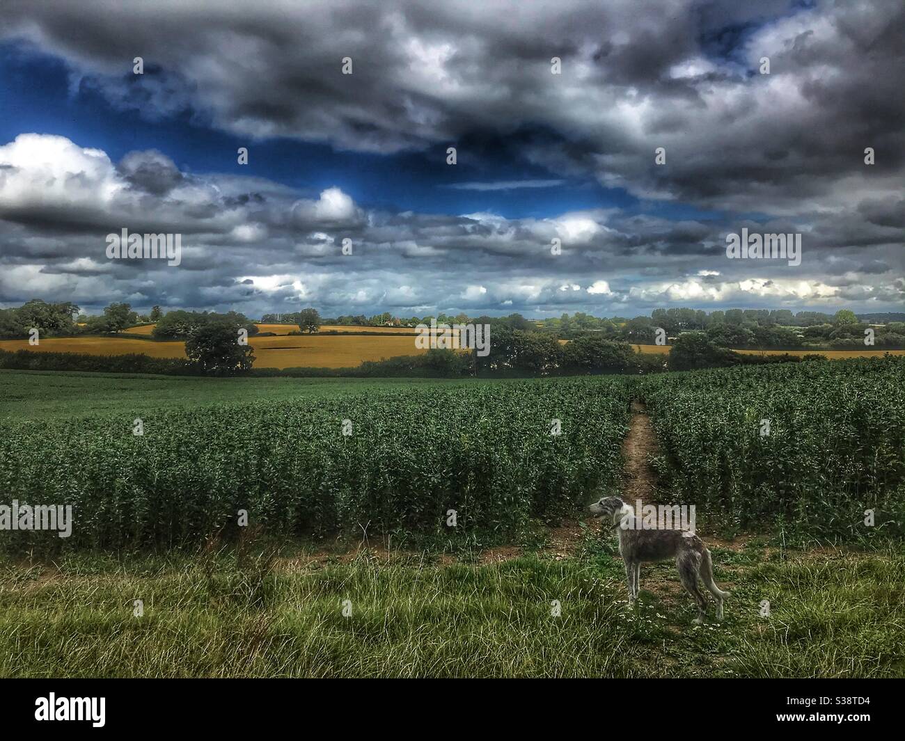 Lurcher dog in rural landscape - Smartphone Captured Stock Image