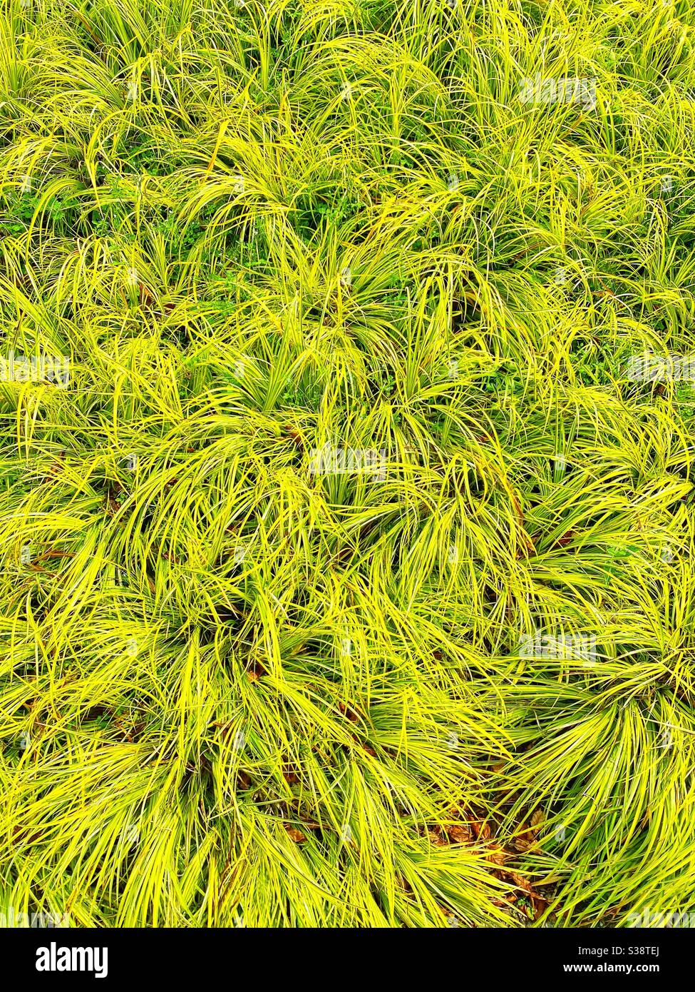 Long hardy grass. The botanical name is Acorus gramineus “Ogon”. No people. Background. Stock Photo