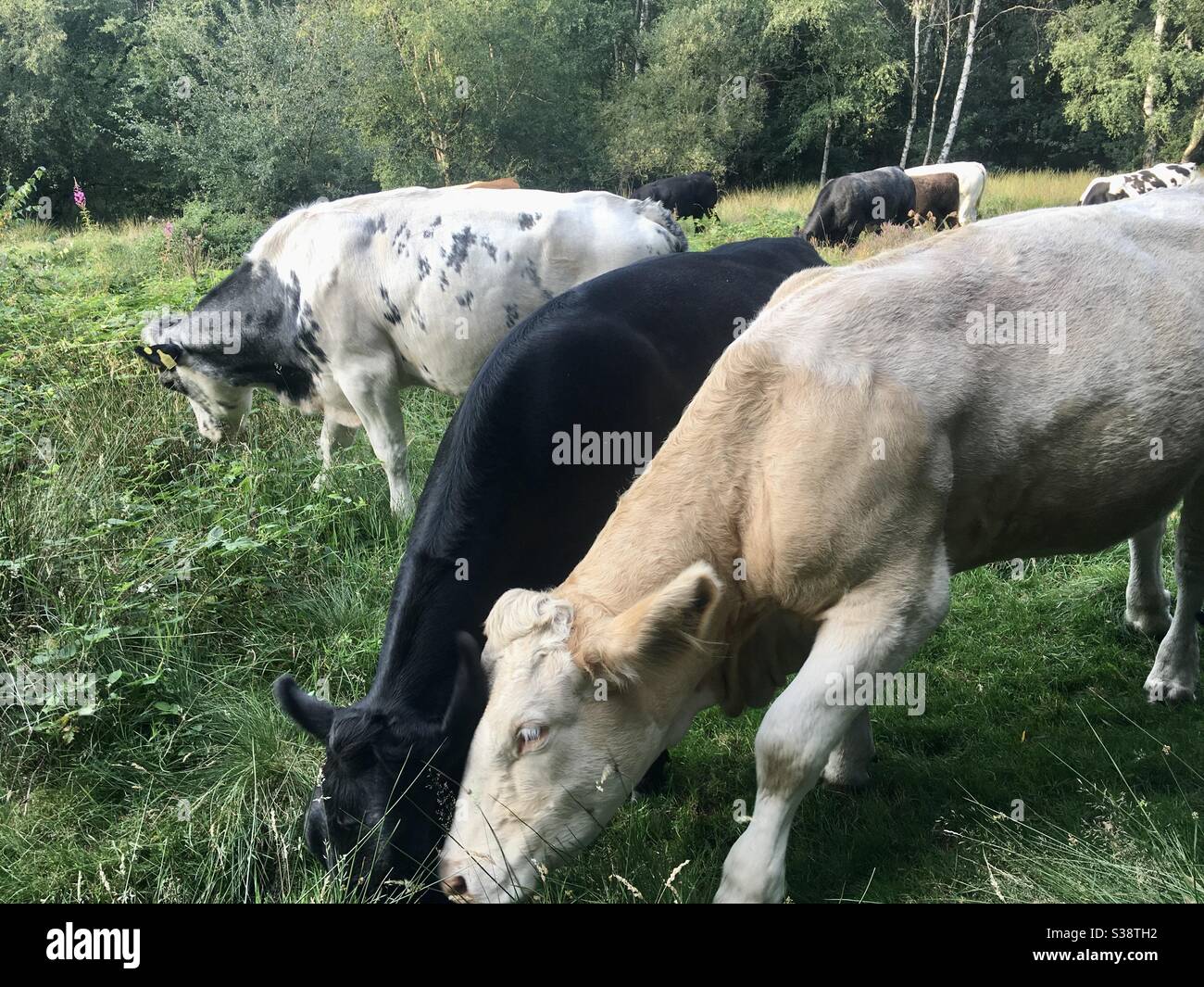 Inquisitive cows close up in wild pasture - Smartphone Captured Stock Image