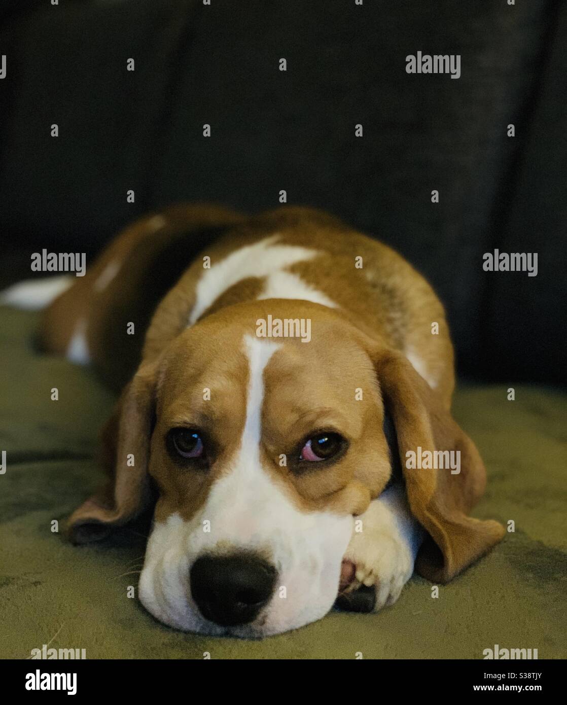 Beagle relaxing  on a blanket Stock Photo