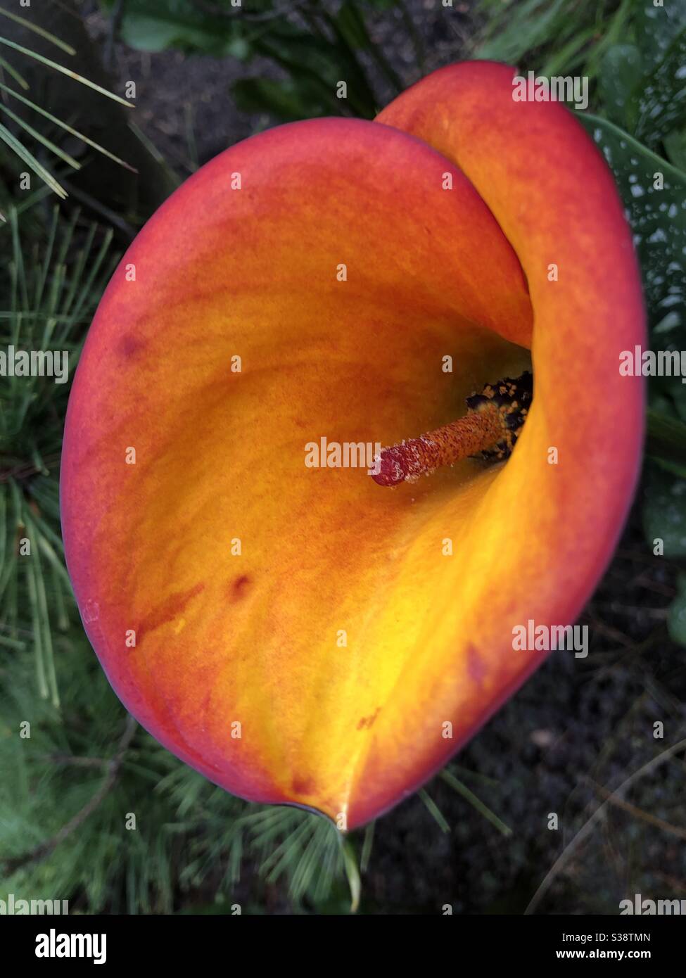 Orange calla lily Stock Photo Alamy