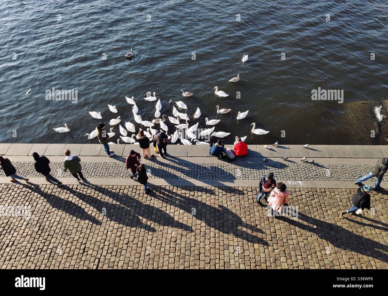 Swans on the bank of river Vltava in Prague, Czech Republic - Smartphone Captured Stock Image