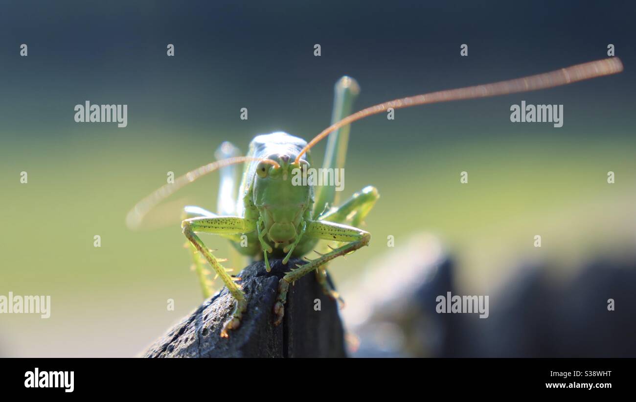 Grasshopper will jump - Smartphone Captured Stock Image