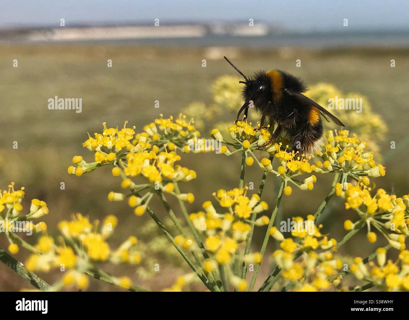 Bee enjoying the pollen - Smartphone Captured Stock Image