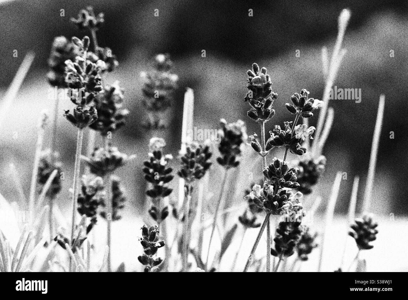 Lavendel in black and white Stock Photo