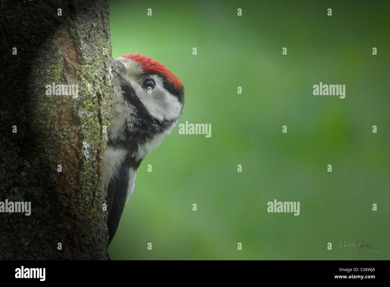 Pivert behind a tree looks out - Buntspecht schaut hinter Baum hervor - Smartphone Captured Stock Image