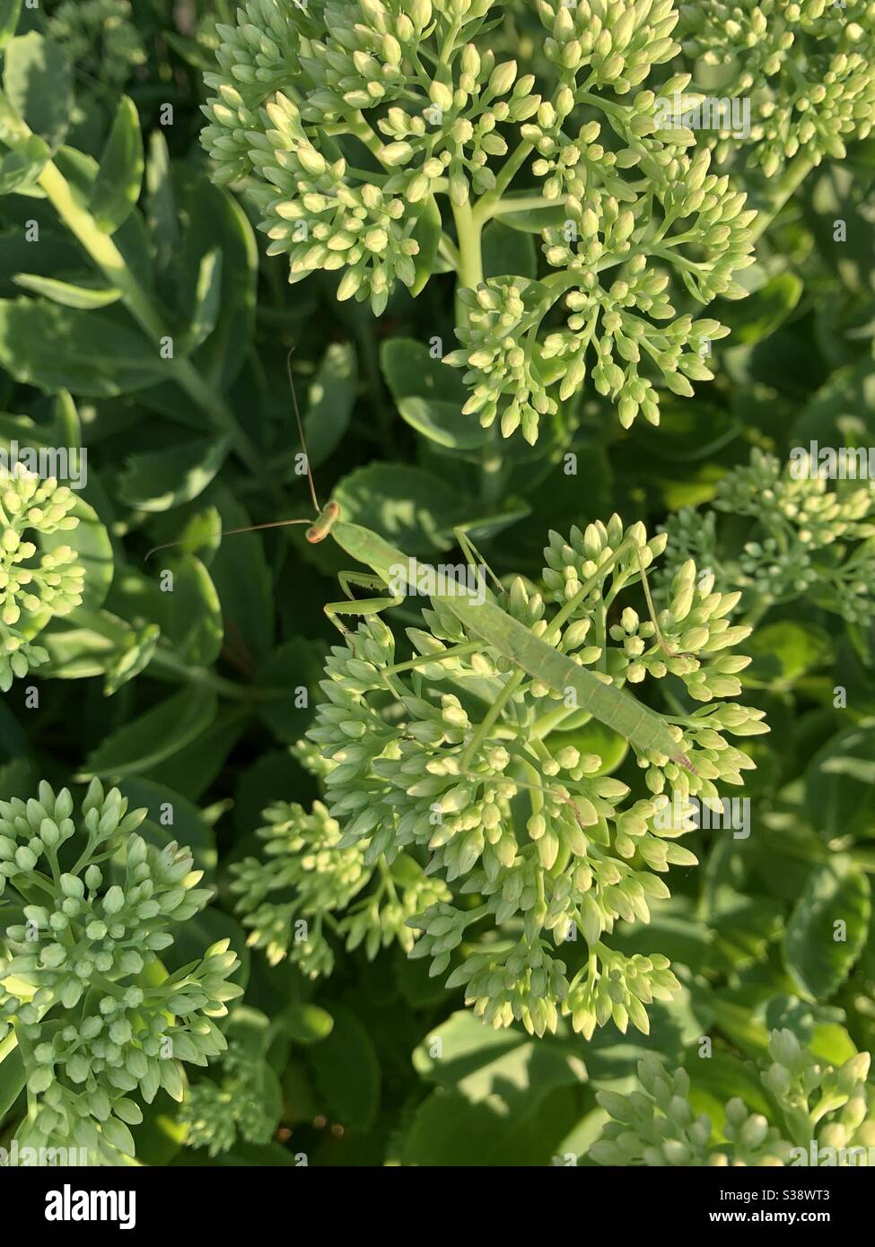 Green praying mantis on green stonecrop sedum buds Stock Photo