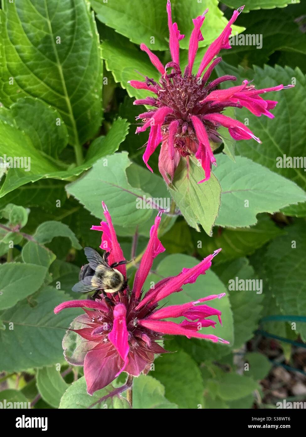 Bee on bee balm - Monarda Stock Photo