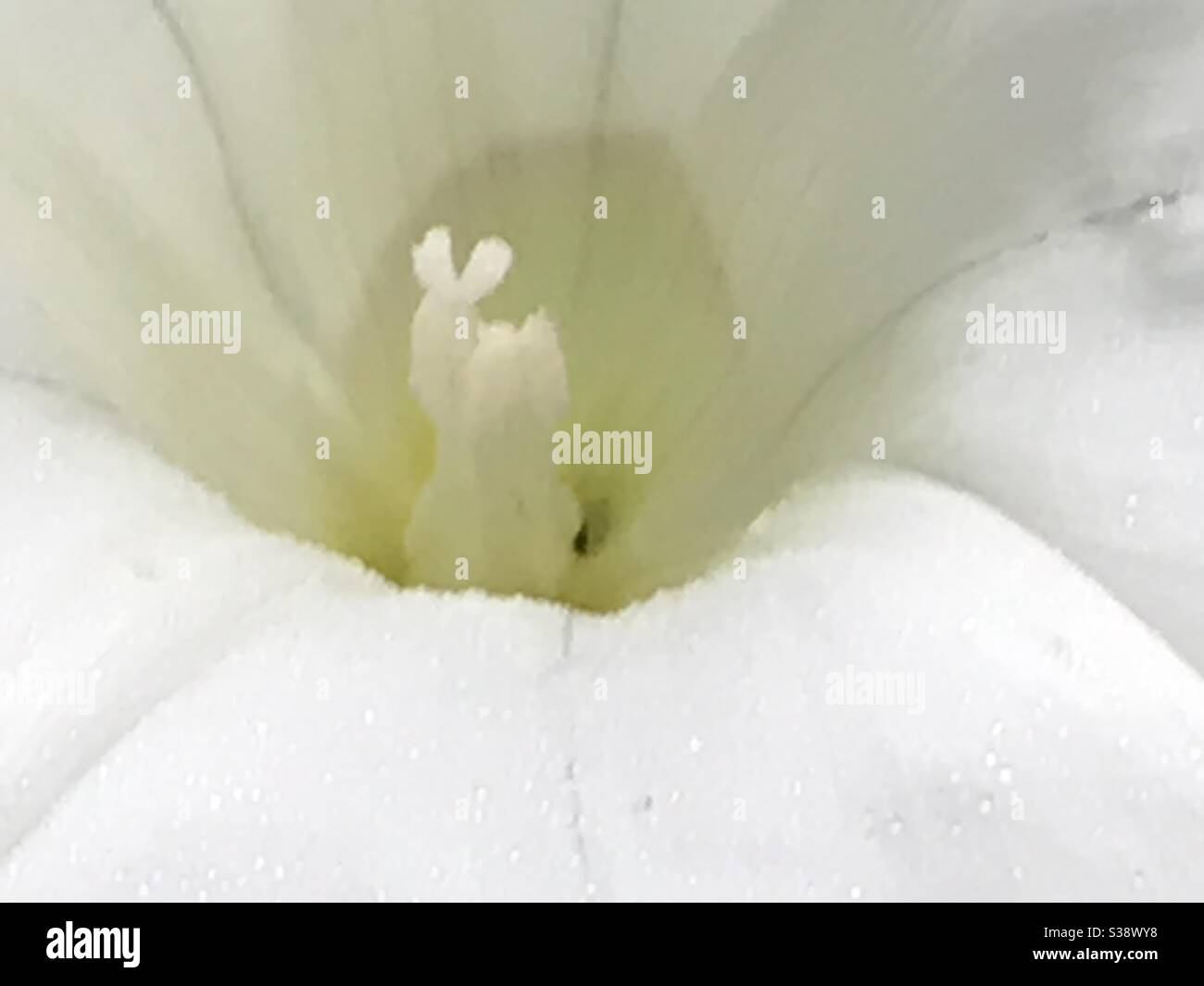 inside convolvulus flower - Smartphone Captured Stock Image
