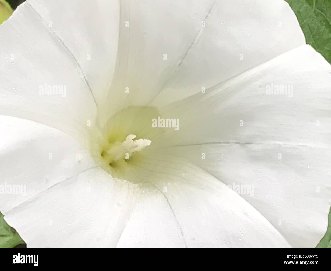 convolvulus flower - Smartphone Captured Stock Image