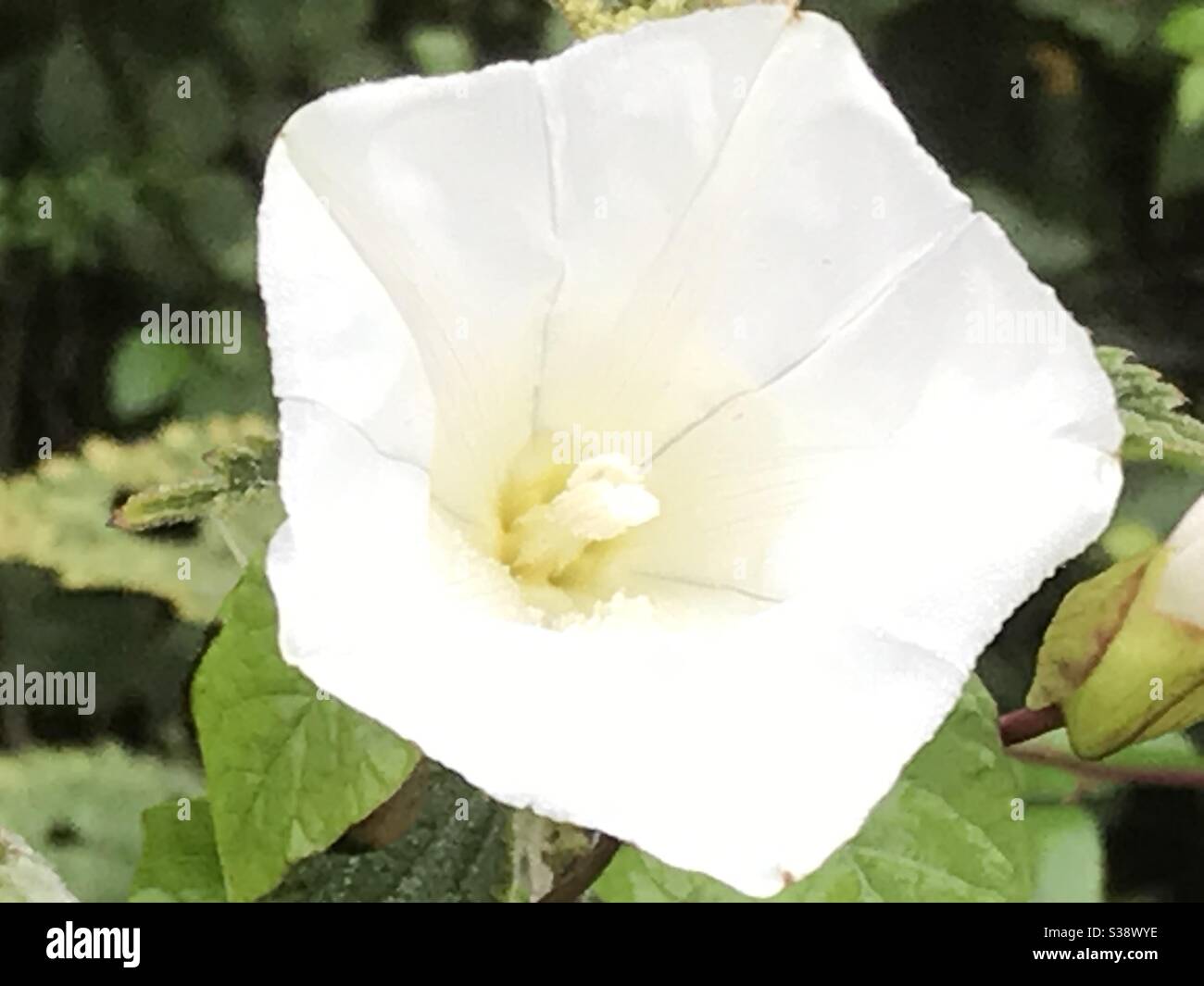 convolvulus flower - Smartphone Captured Stock Image