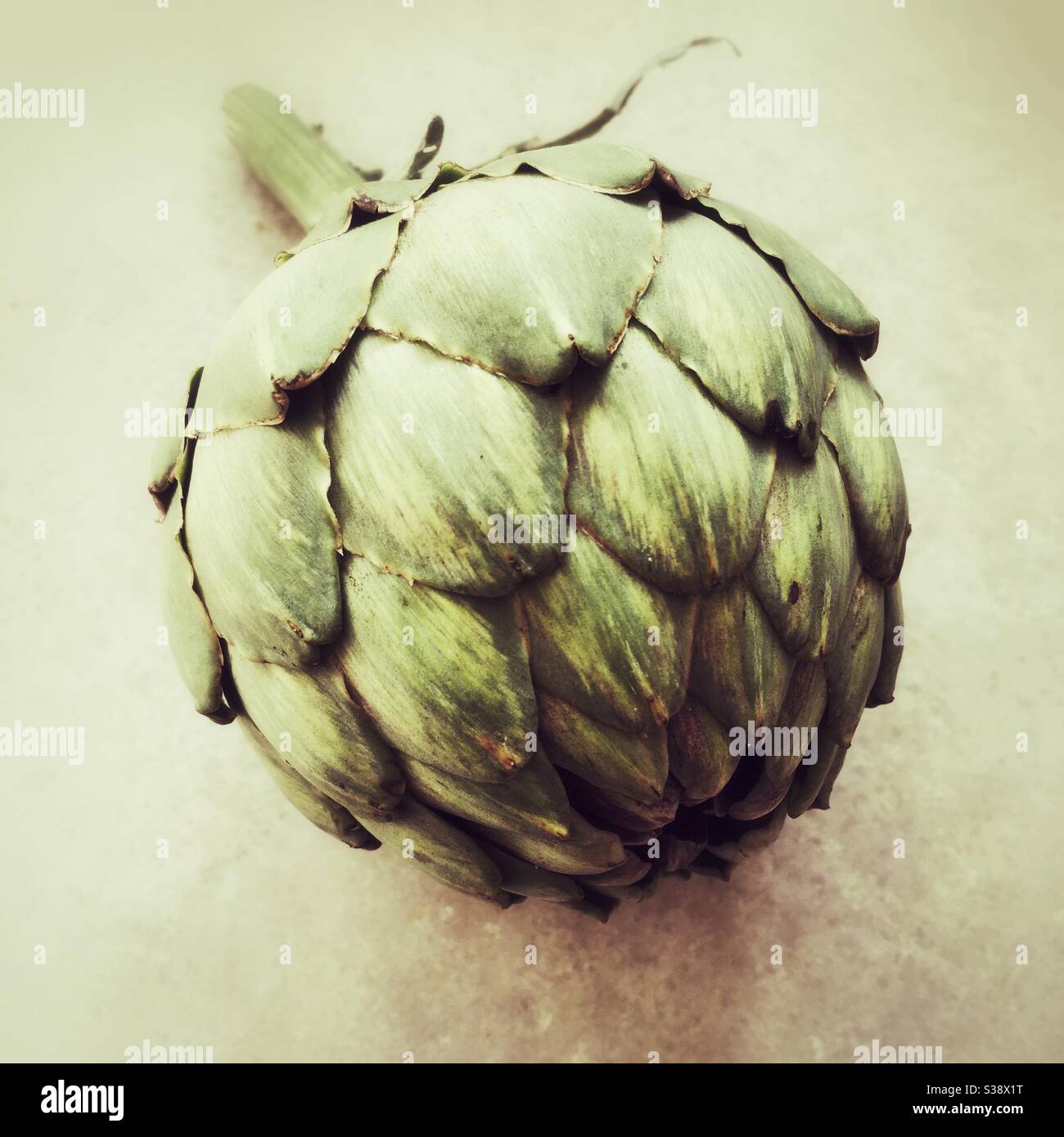 Italian globe artichoke. Stock Photo