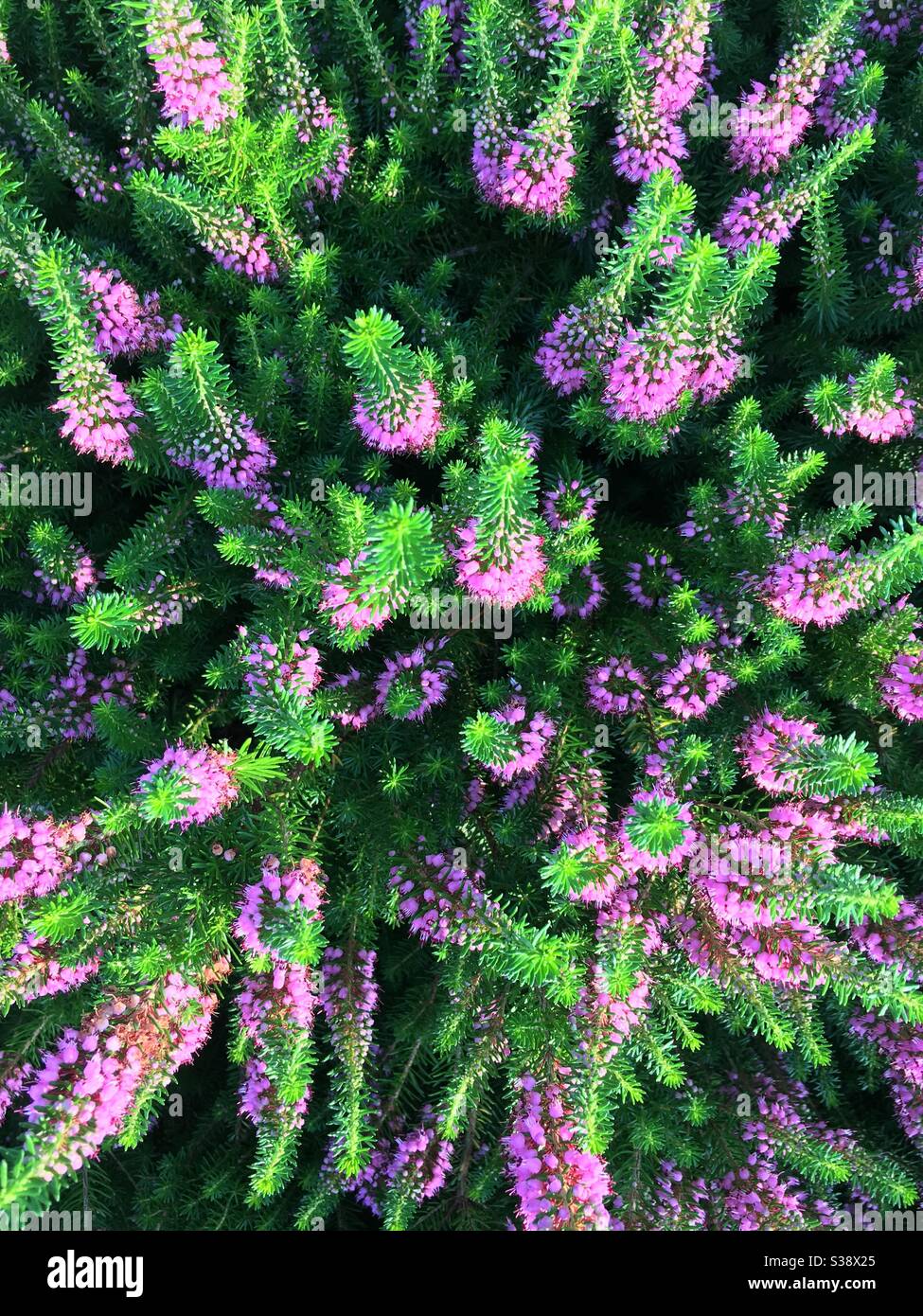 Purple heather - Smartphone Captured Stock Image