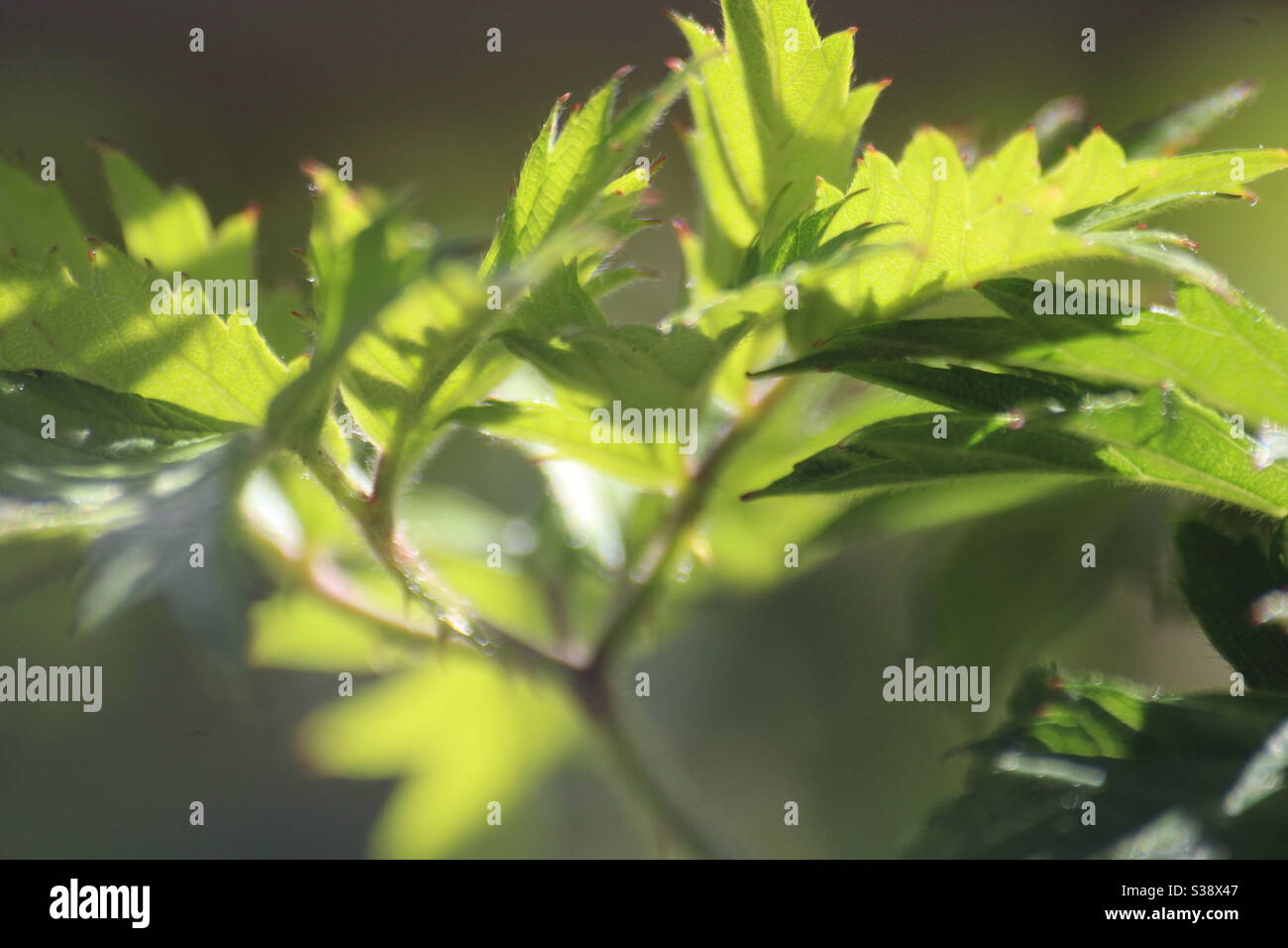 Leaf - Smartphone Captured Stock Image