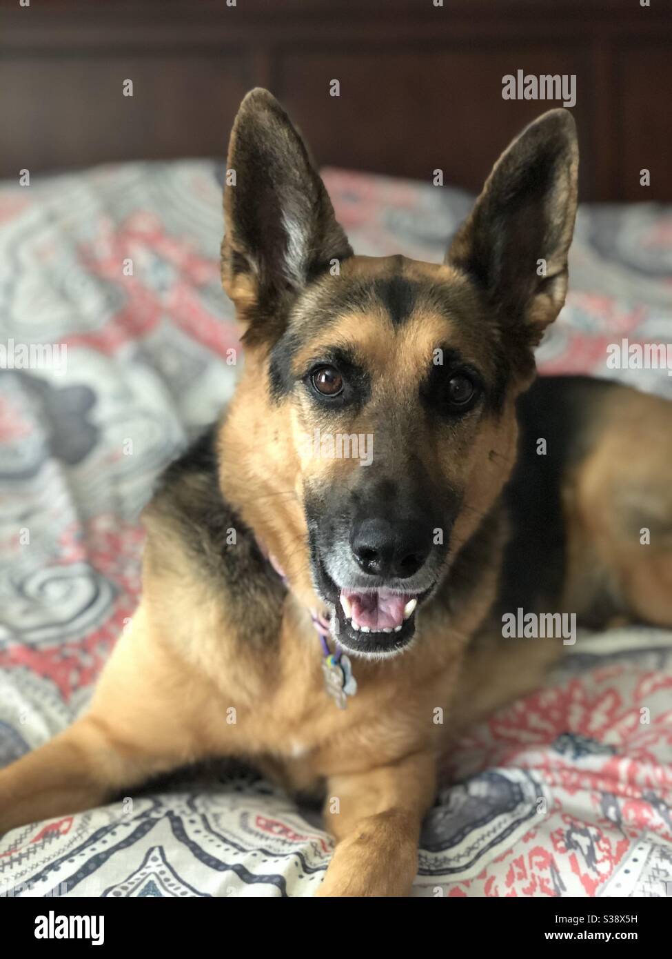 German Shepherd Dog laying on a colorful bed Stock Photo Alamy