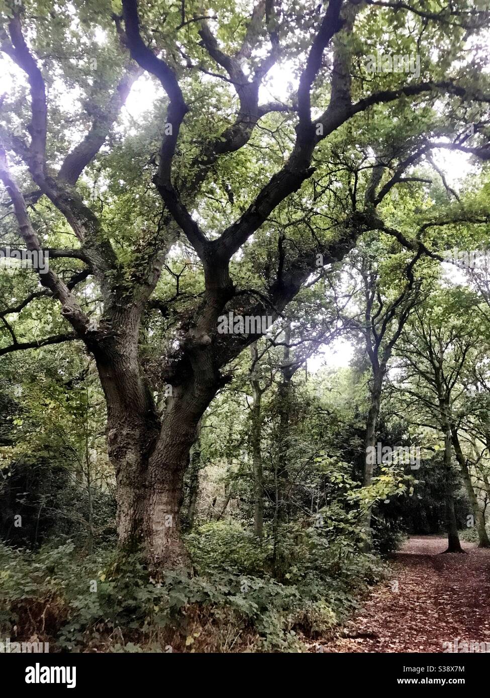 Forest scene - Smartphone Captured Stock Image