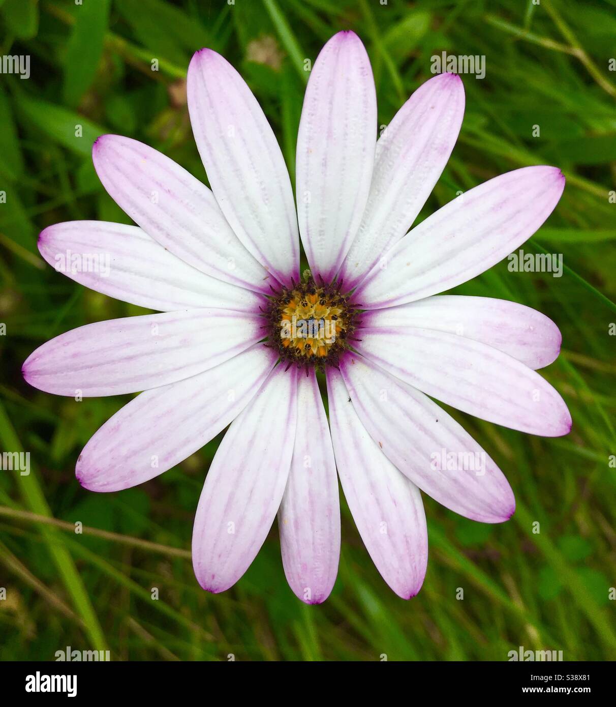 Pale Purple African daisy flower Stock Photo
