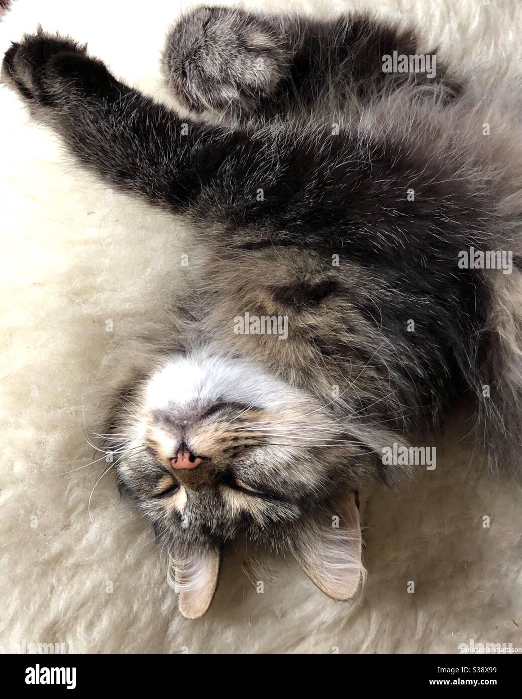 Cat - Smartphone Captured Stock Image