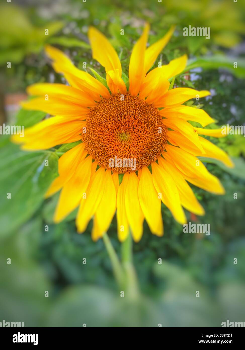 Giant sunflower. Stock Photo