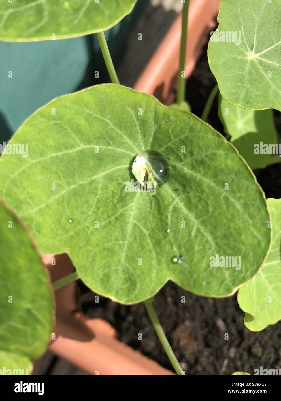 A single rain drop reflecting the sun on a nasturtium leaf. Stock Photo