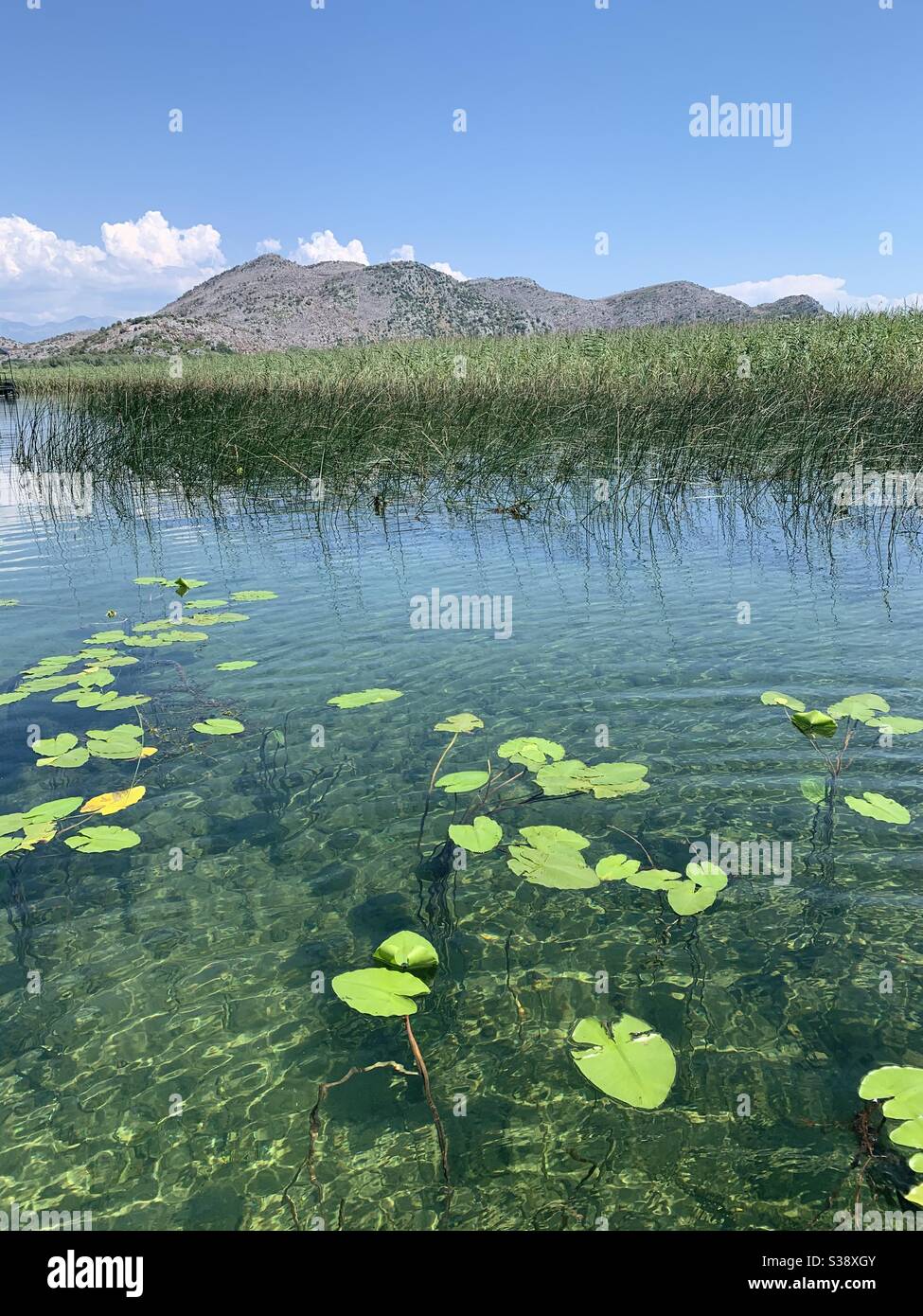 Water lollies floating on clear water of lake skadar with mountains in the background - Smartphone Captured Stock Image