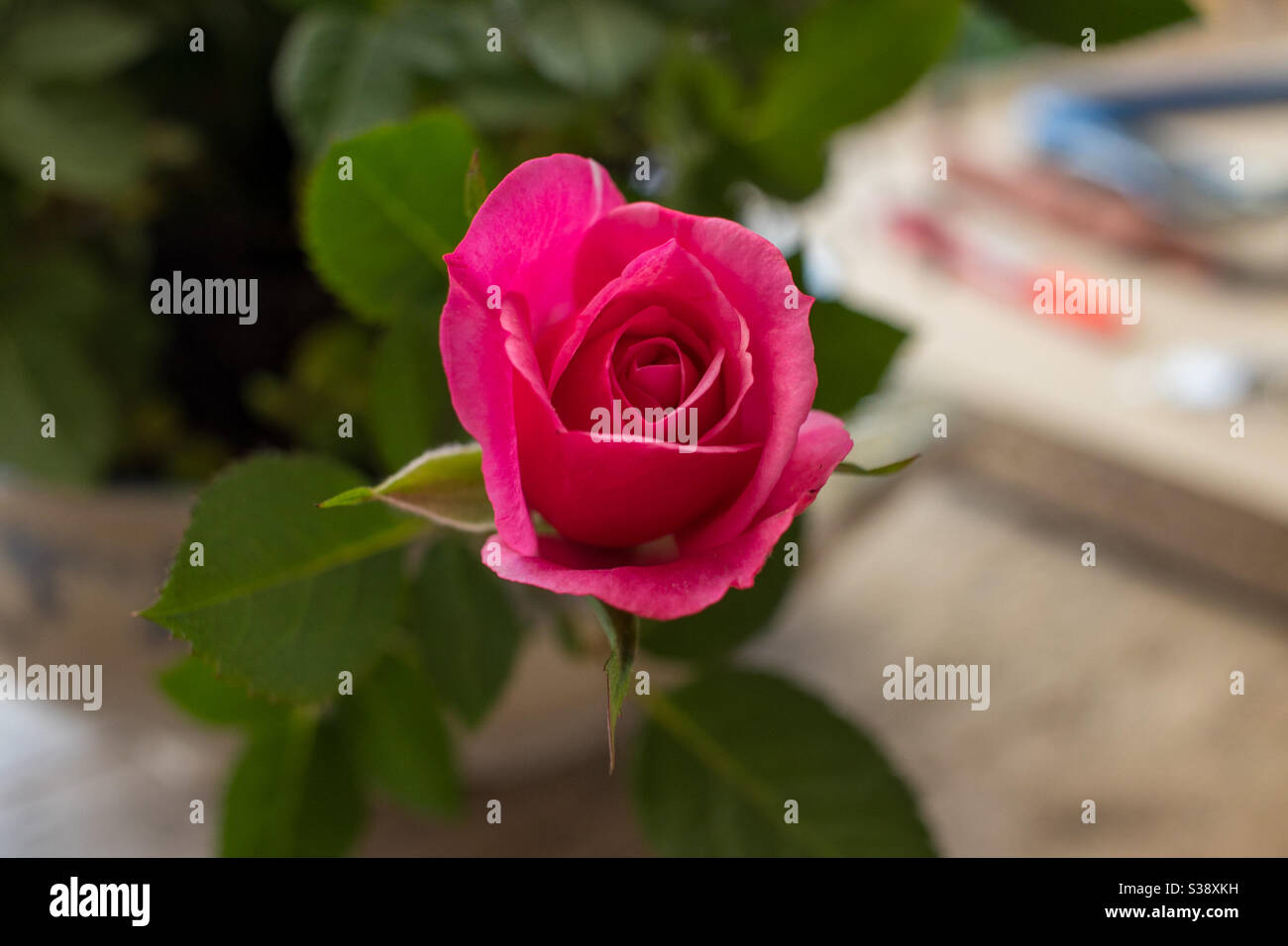 Closeup of pink rose blossom from above Stock Photo