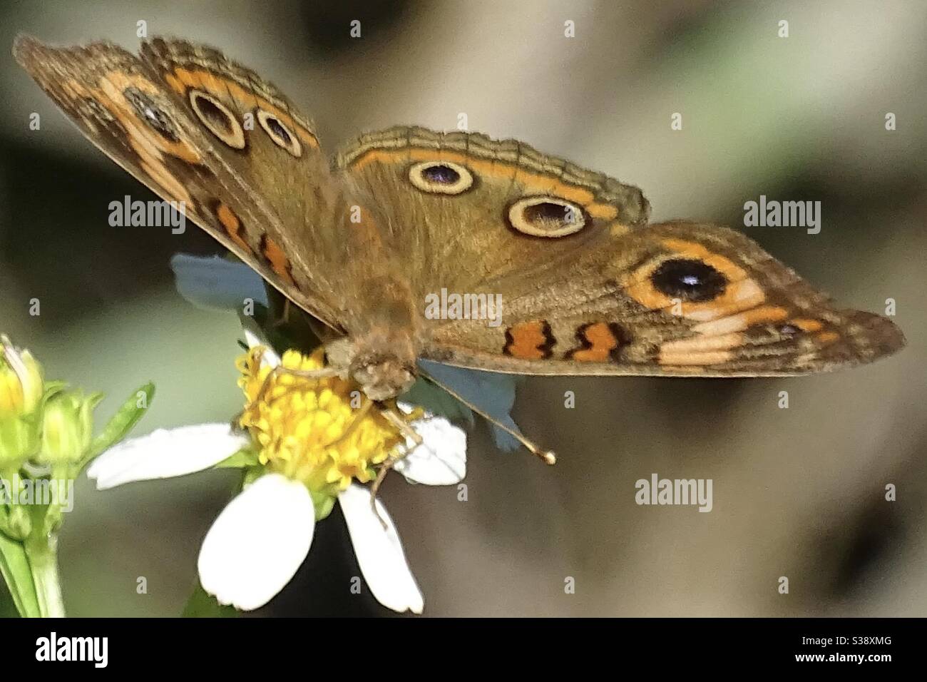 Buckeye butterfly - Smartphone Captured Stock Image