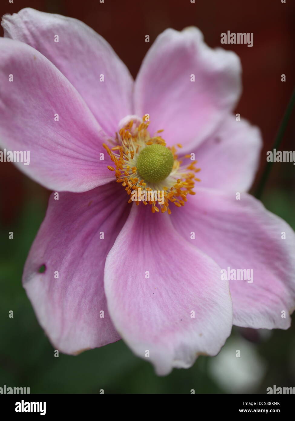 Japanese thimbleweed hires stock photography and images Alamy