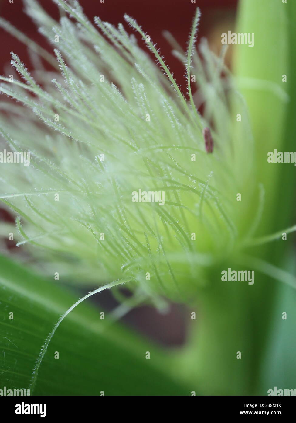 Sweet corn slim Stock Photo