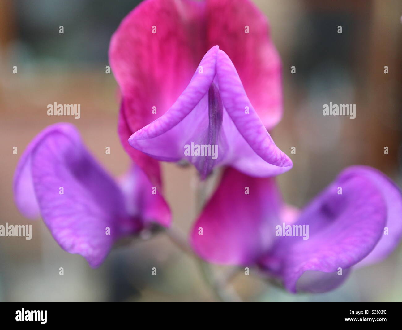 Sweet Pea in bloom - Smartphone Captured Stock Image