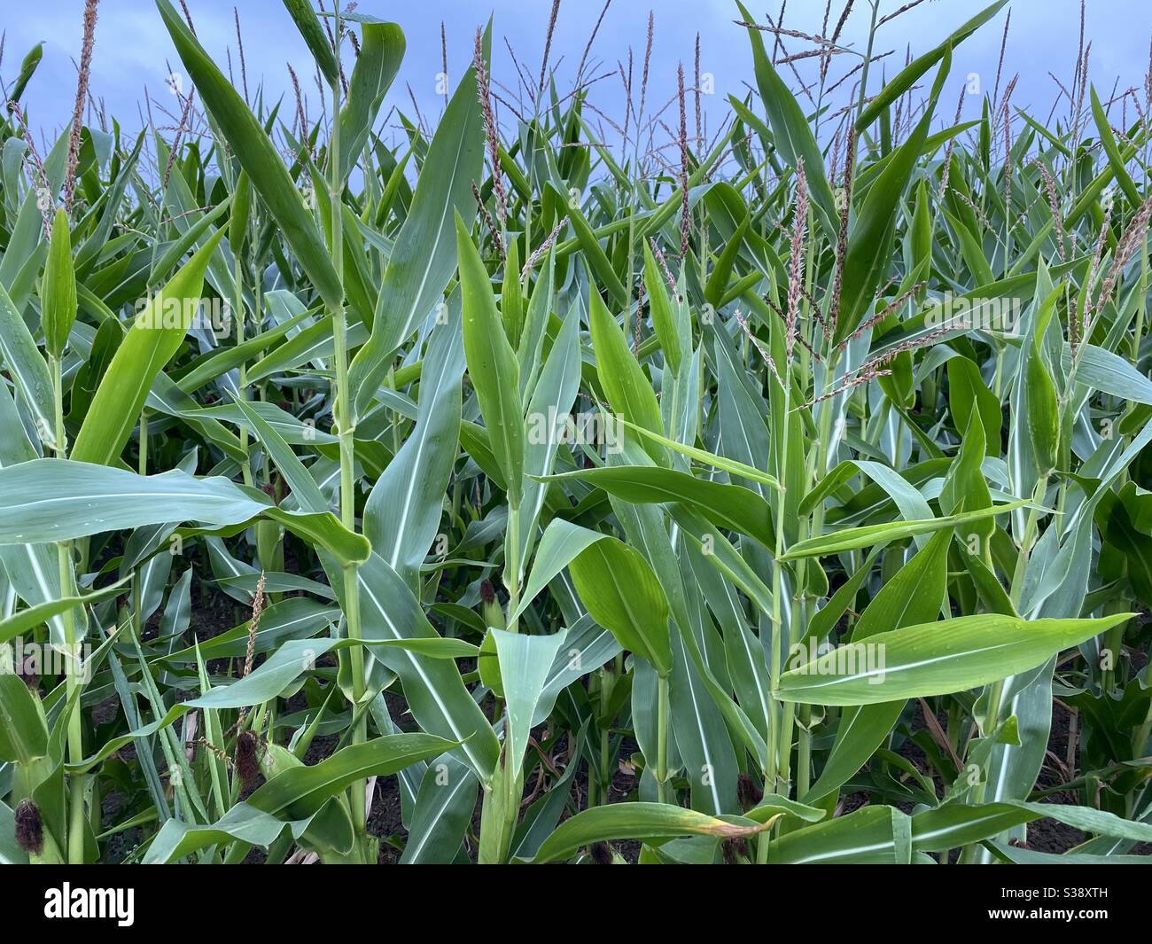 Corn On The Cob Stock Photo Alamy corn-on-the-cob-stock-photo-alamy