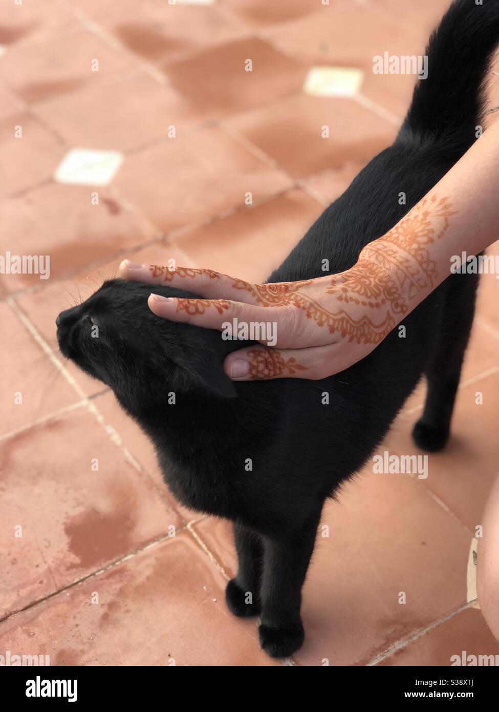Black cat in Essaouira Morocco pet by a mehendi Hand / Schwarze Katze wird von einer Mehendi-Hand gestreichelt in Essaouira Marokko Stock Photo