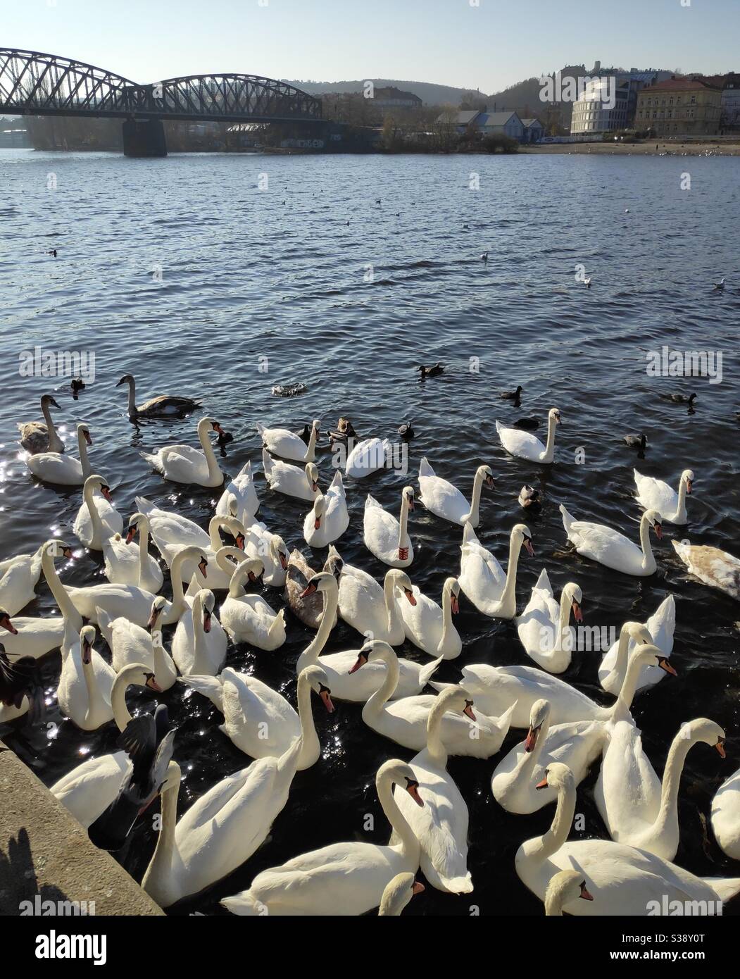 Swans in the river Vltava in Prague, Czech Republic - Smartphone Captured Stock Image