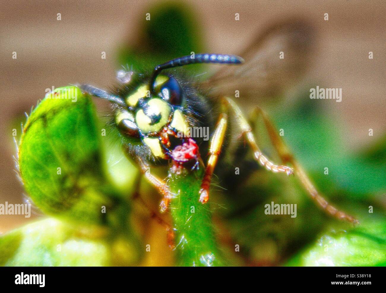 Macro Photography - Angry Wasp - Smartphone Captured Stock Image