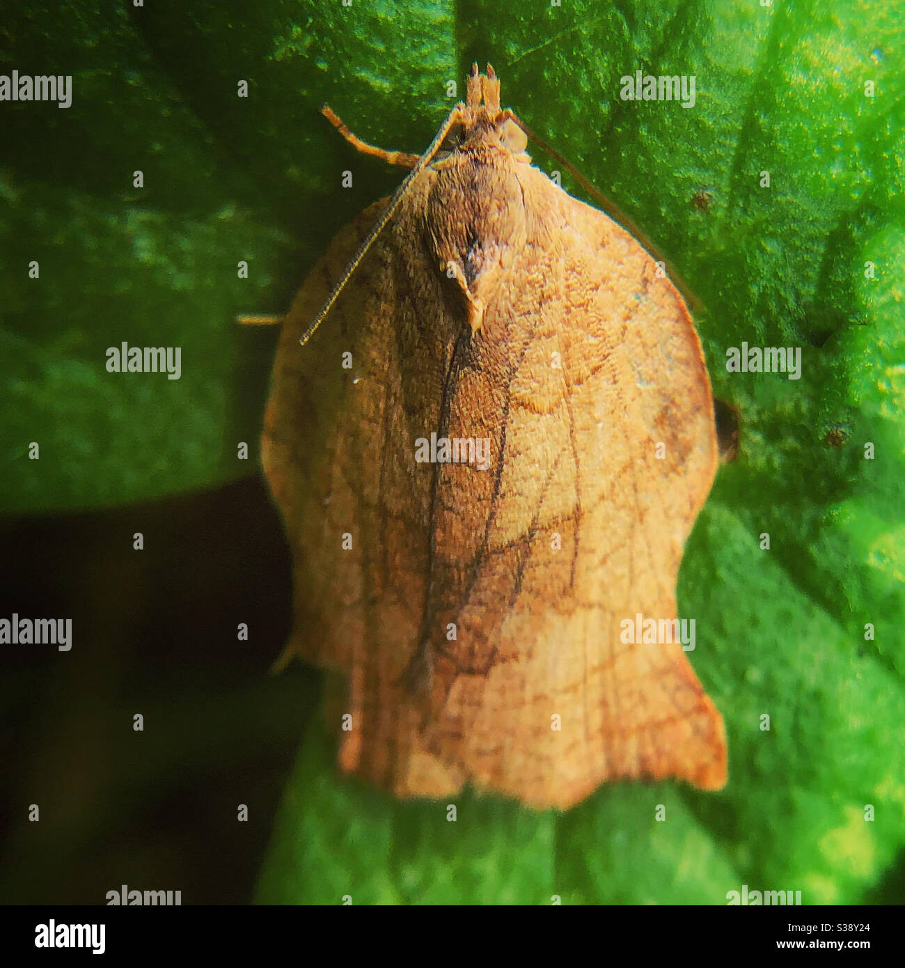Omnivorous leafroller moth Stock Photo