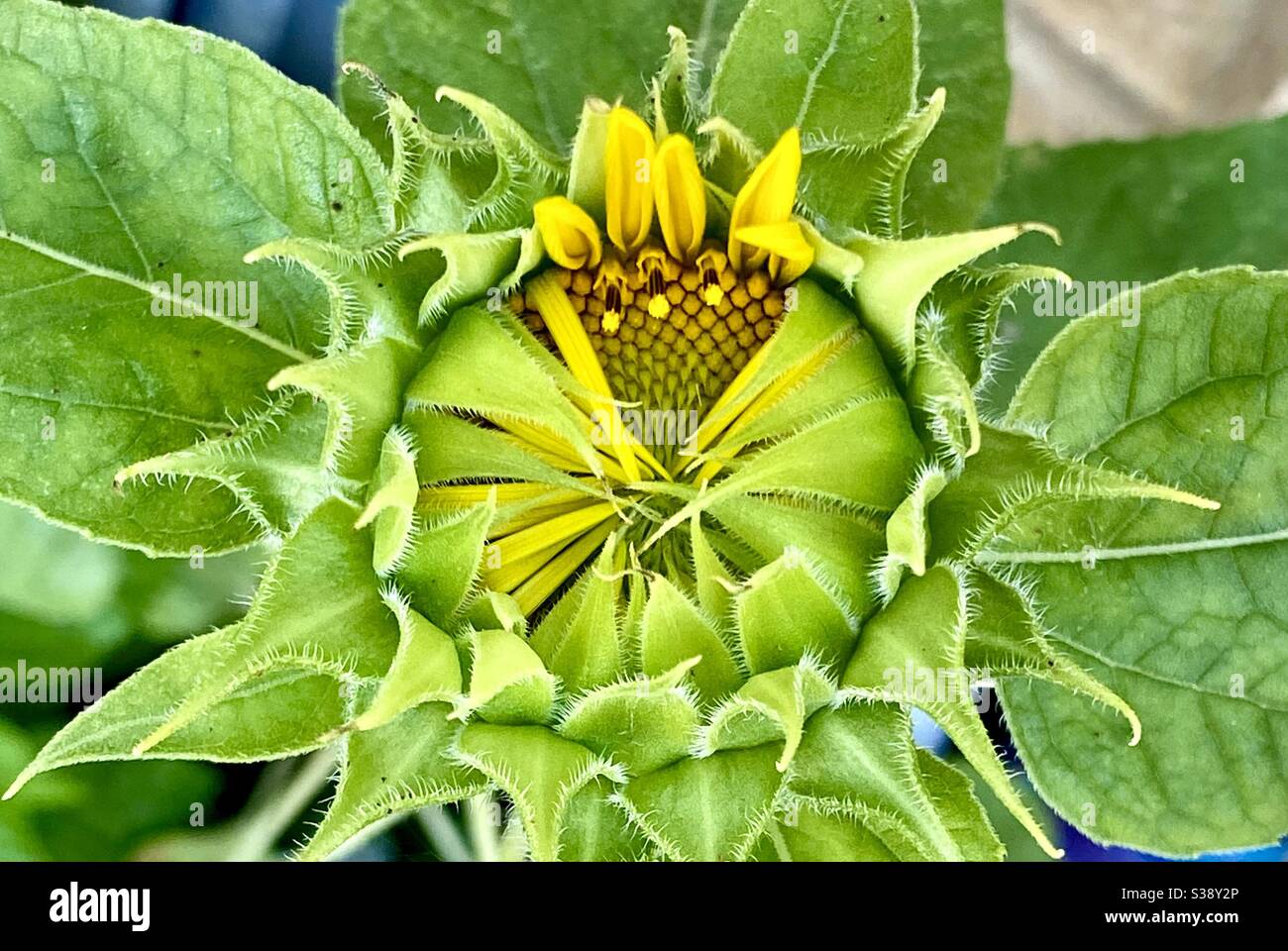 Multiple stages of a black sunflower blooming in the morning Stock