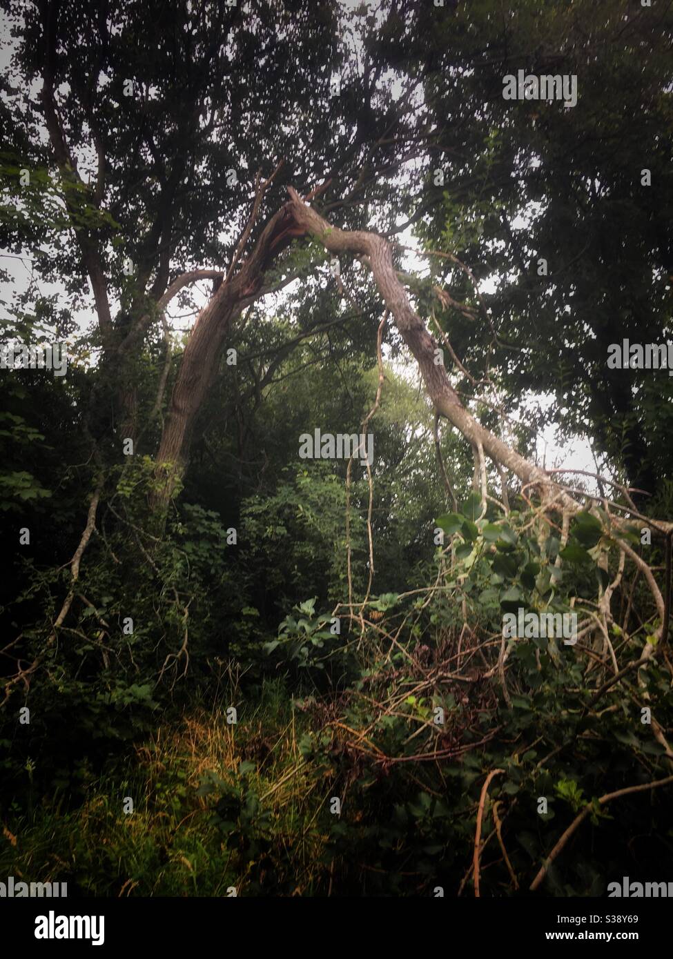 Wind damaged tree - Smartphone Captured Stock Image