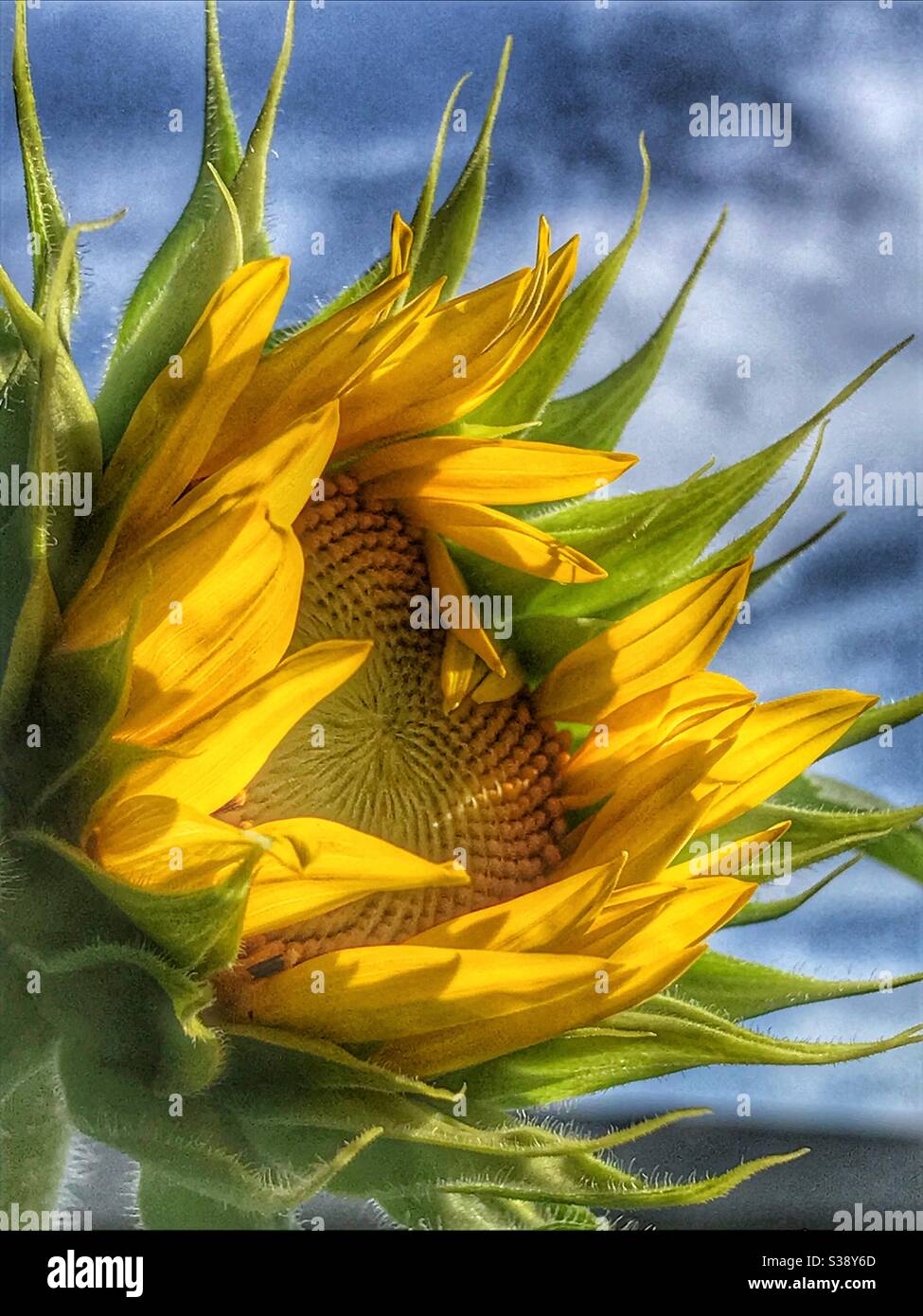 Sunflower opening in warm sunlight Stock Photo