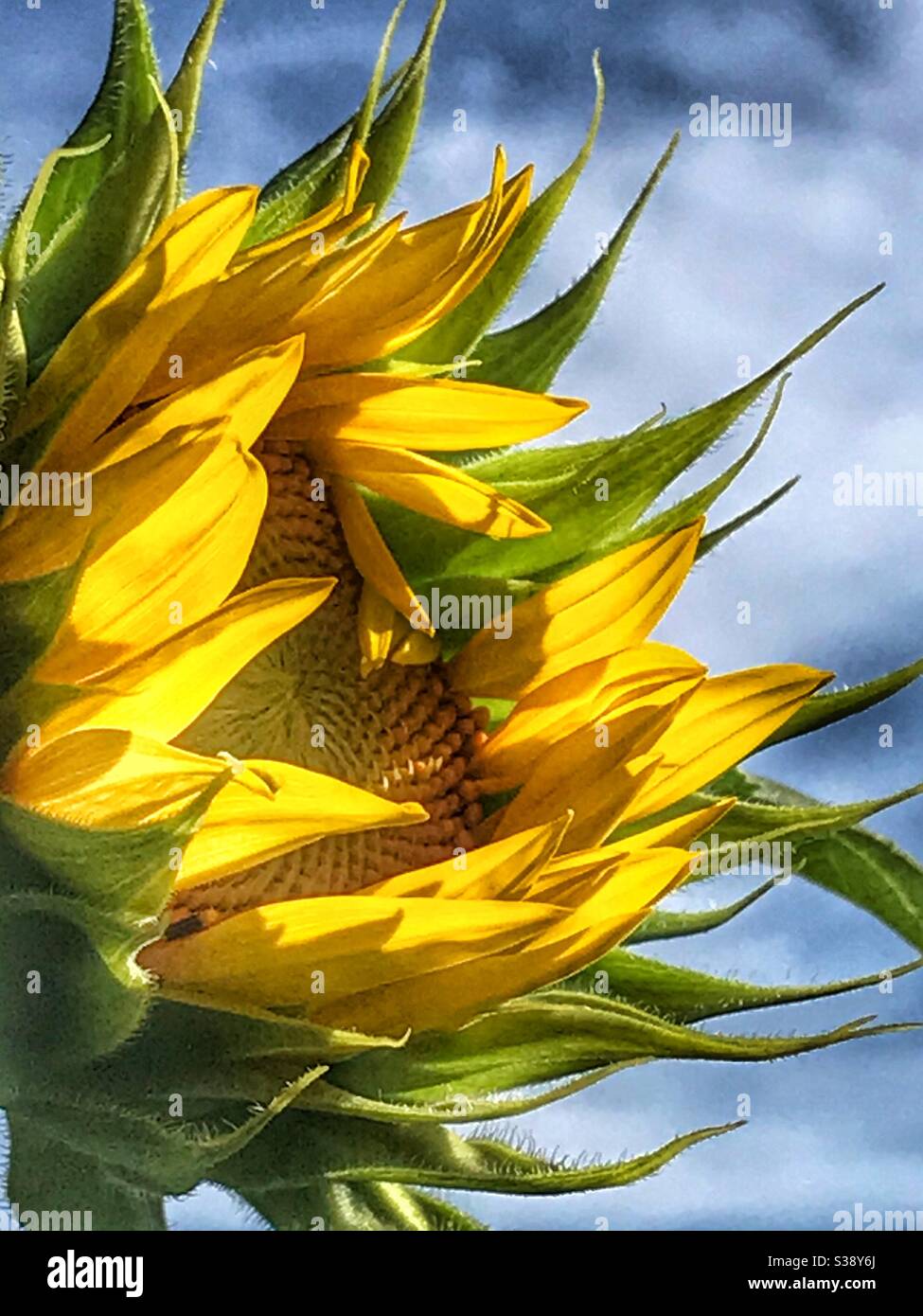 Sunflower blooming in warm sunlight Stock Photo
