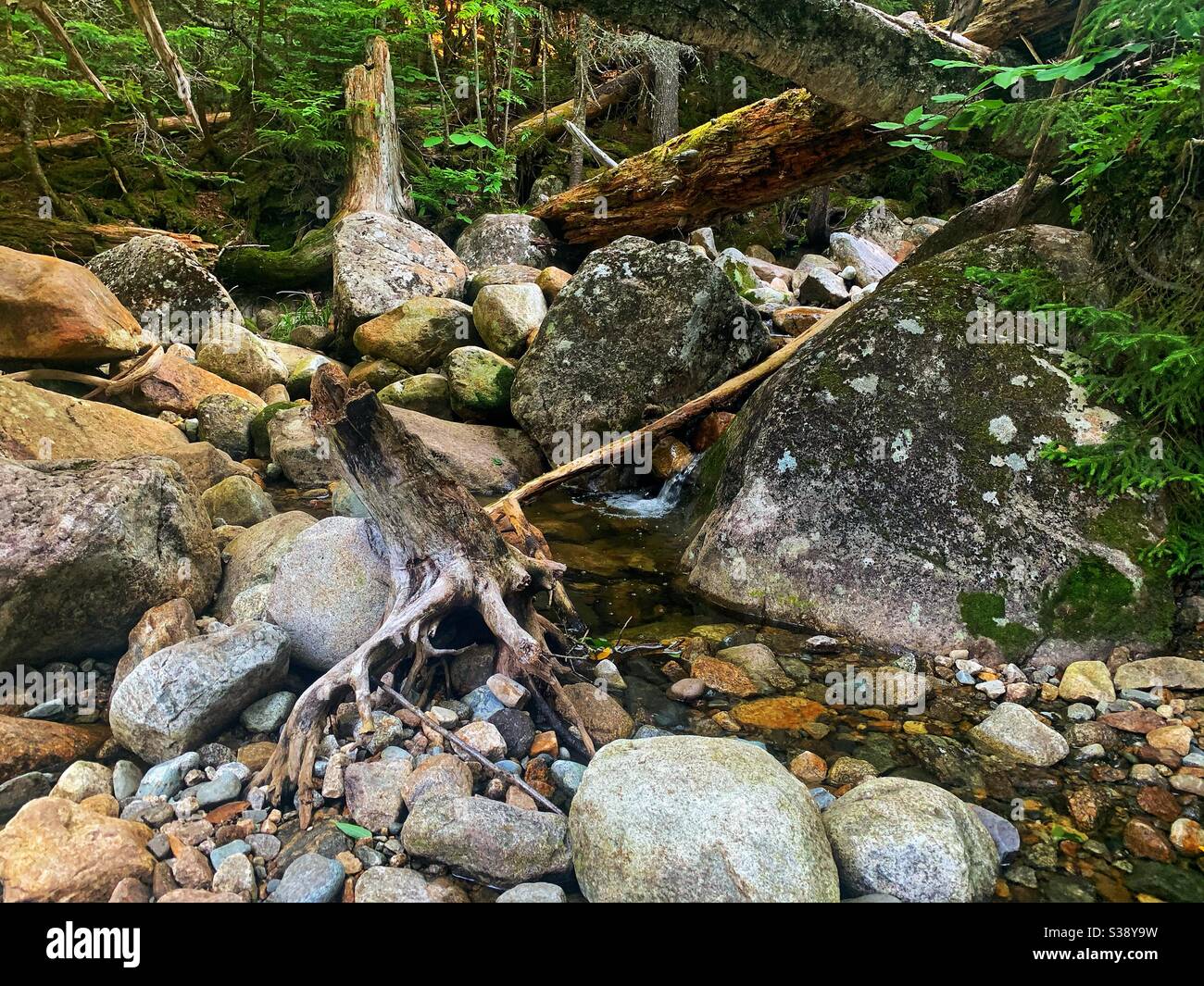 Tangled roots at the base of a small waterfall along the Webster-Jackson trail. Stock Photo