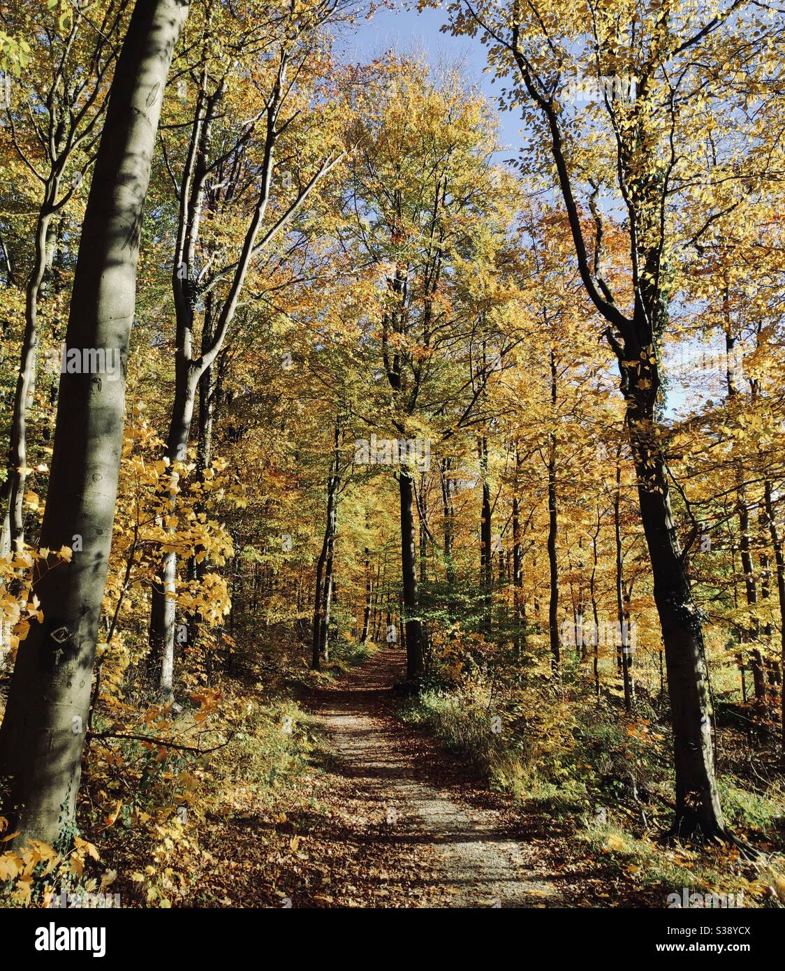 Autumn colors in forest, Bielefeld, Germany Stock Photo