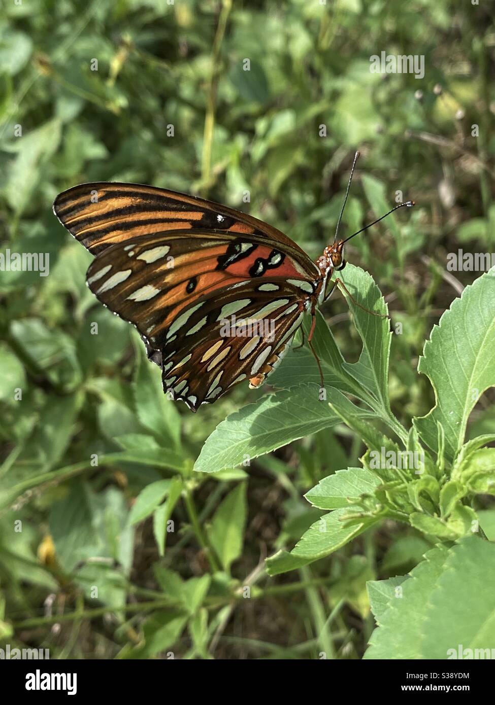 Gulf fritillary butterfly resting on green forest plants - Smartphone Captured Stock Image
