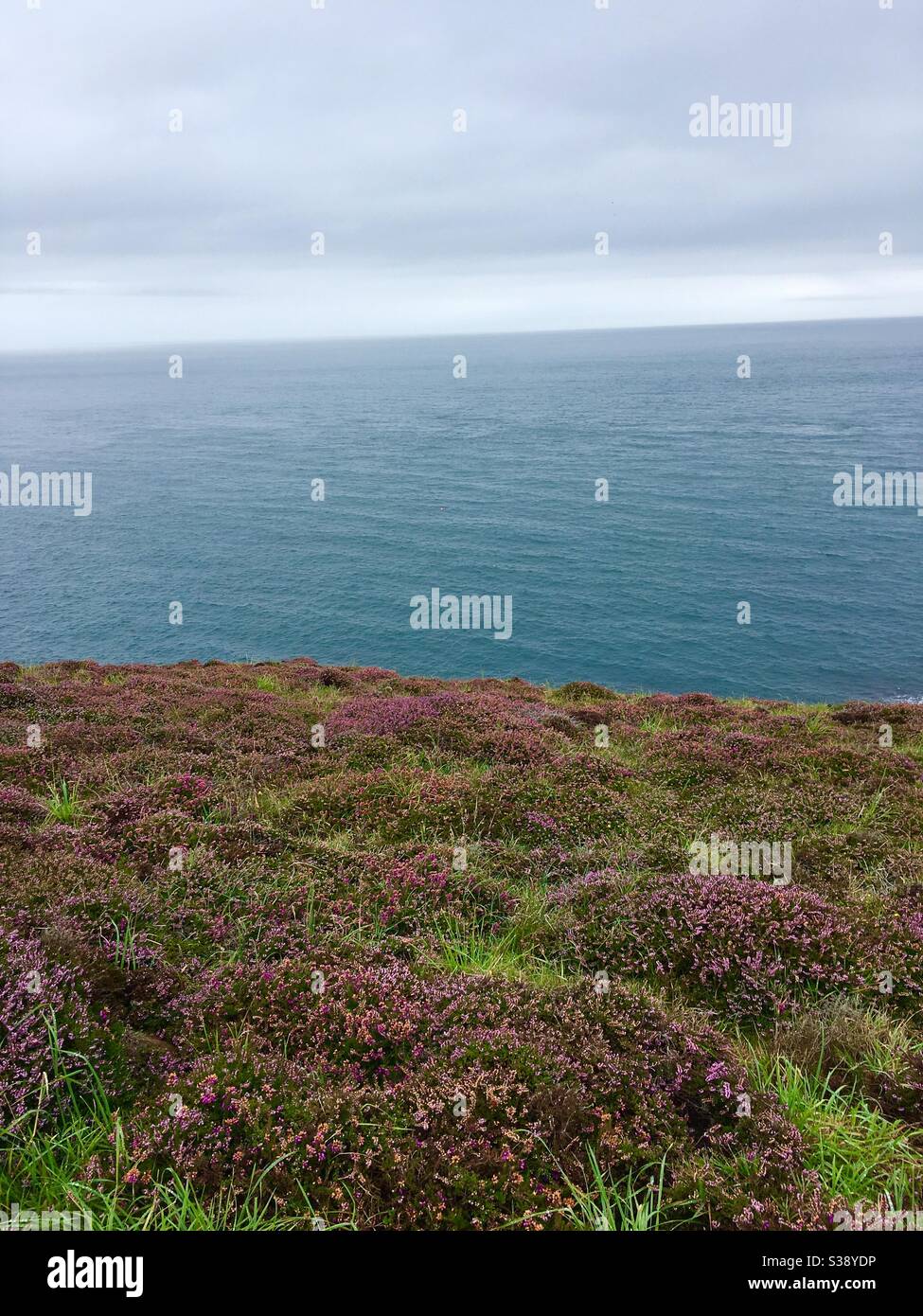 Purple heather on coastal cliff with blue sea - Smartphone Captured Stock Image