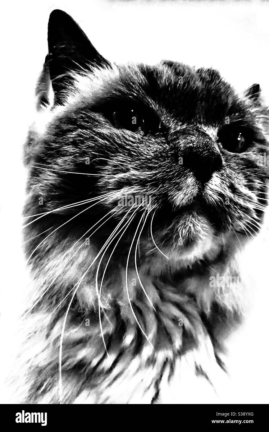 Portrait of a Cat - Smartphone Captured Stock Image