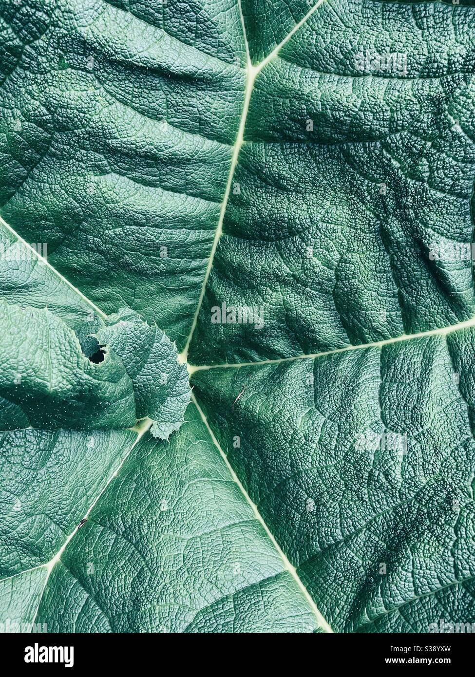 Gunnera leaf - Smartphone Captured Stock Image